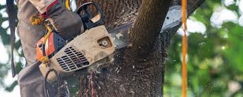 Best Emergency Tree Removal  in Meridian, TX