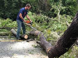 Best Stump Grinding and Removal  in Meridian, TX